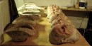 Silicone masks made for "Evil Dead: The Musical" (Supervised by Tara Murphy) Evil Dead: The Musical